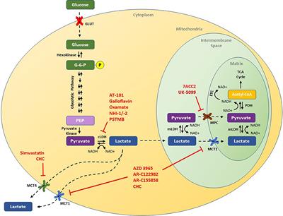 Harnessing Lactate Metabolism for Radiosensitization